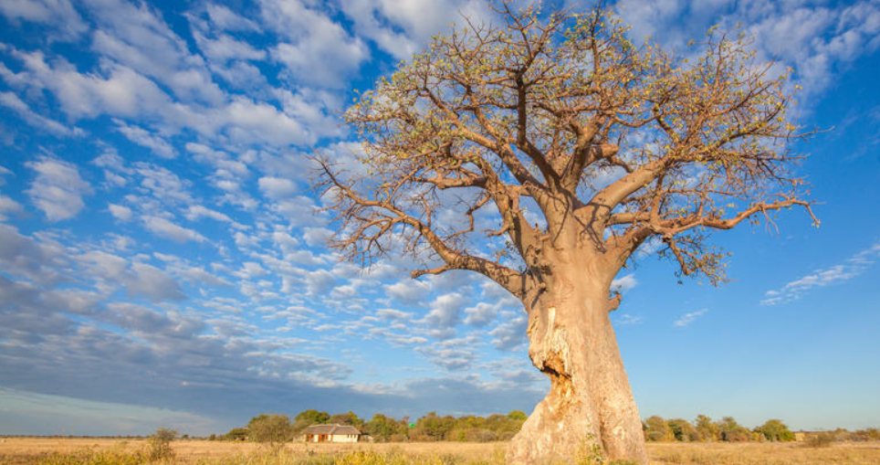 Nxai Pan National Park, North-Central Botswana, Botswana